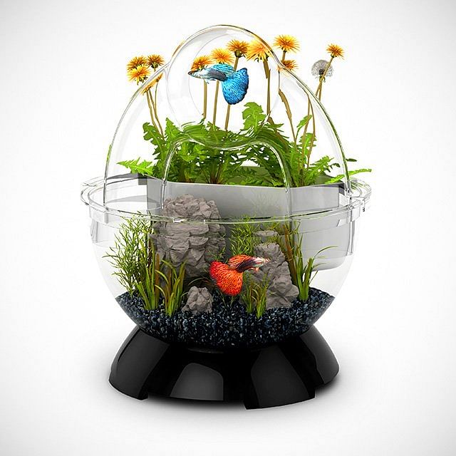 6 unique fish and shrimp tanks to buy online - Home & Decor Singapore