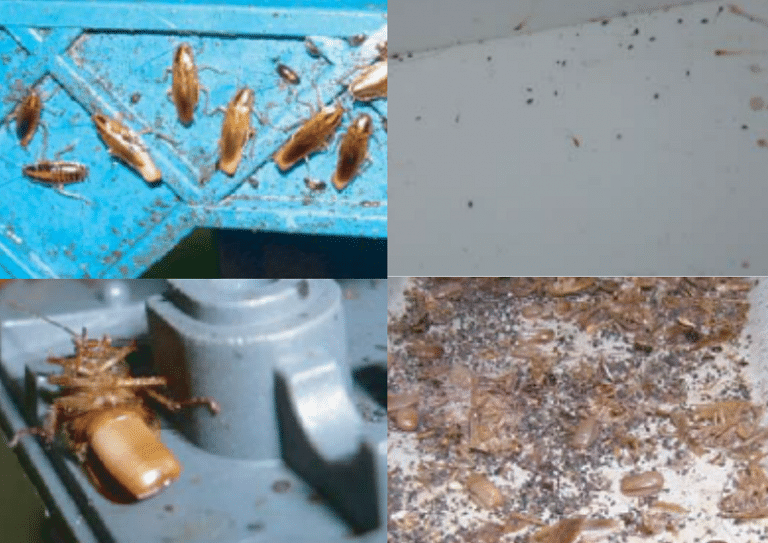 How to stop roaches infestation