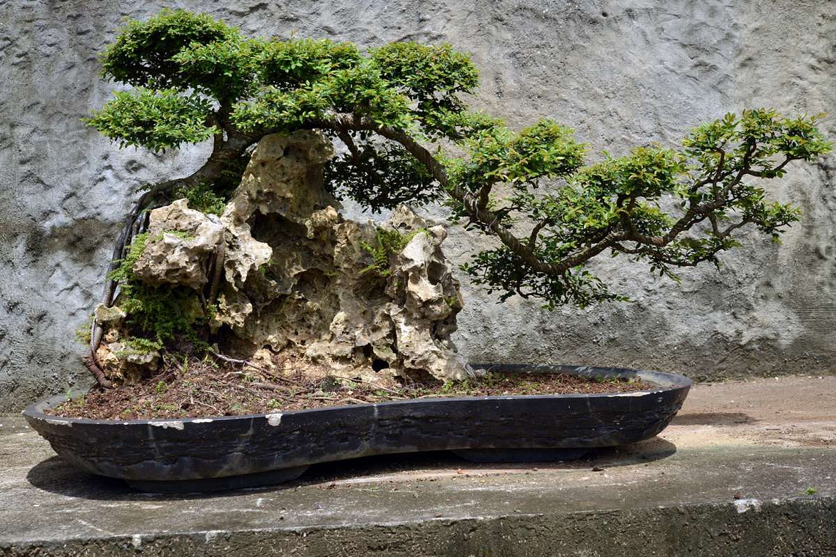 Home, Bonsai Wire Trees