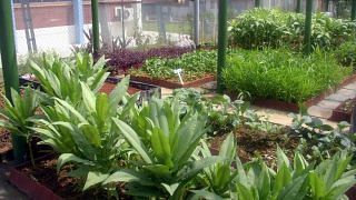 Edible garden urban farming