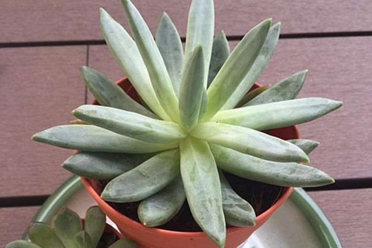 Plant care tip: How much water do succulents need? - Home & Decor Singapore