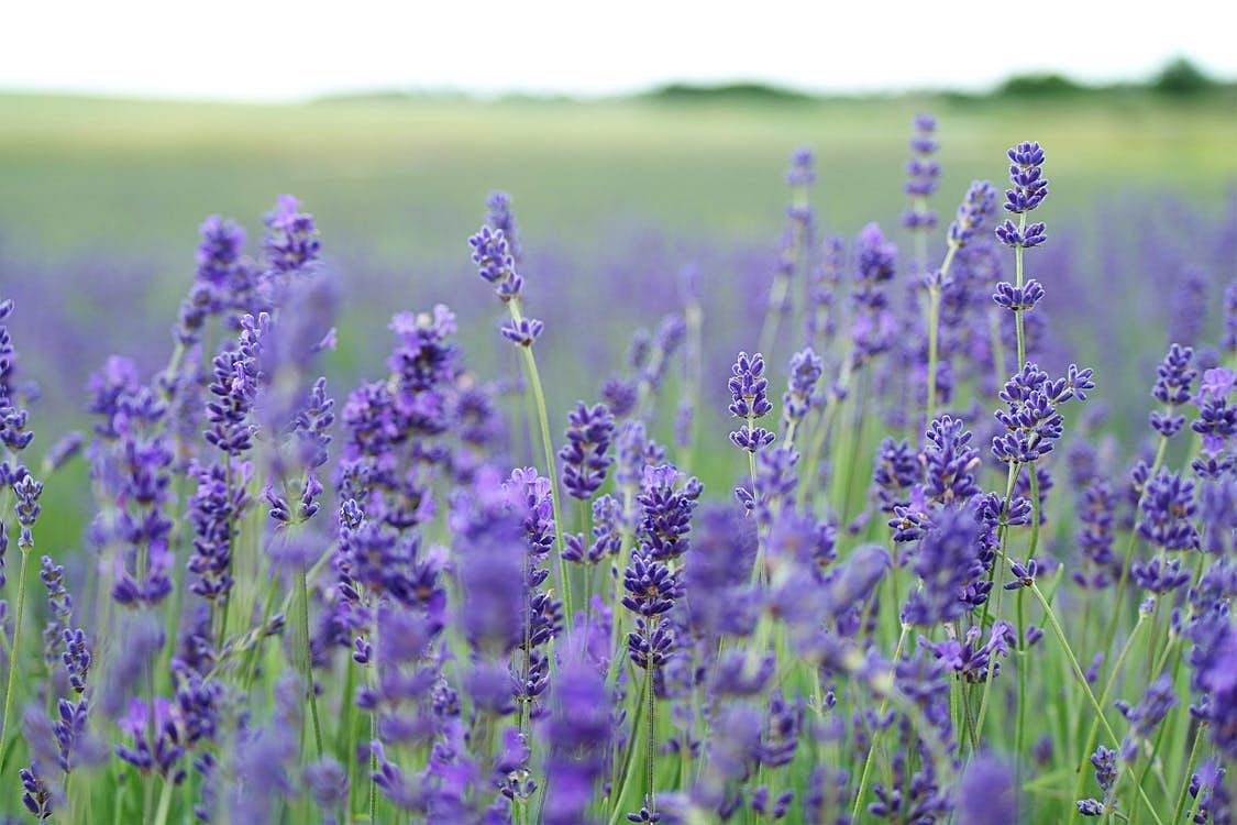 Plant care tips How to grow lavender in Singapore   Home & Decor ...