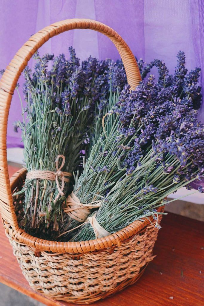 How to Grow Lavender in Singapore: Indoors or hydroponic better?