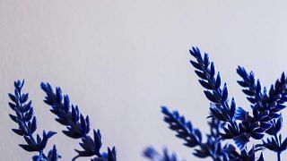 How to Grow Lavender in Singapore: Indoors or hydroponic? (Photo Pexels Thiago Japyassu)