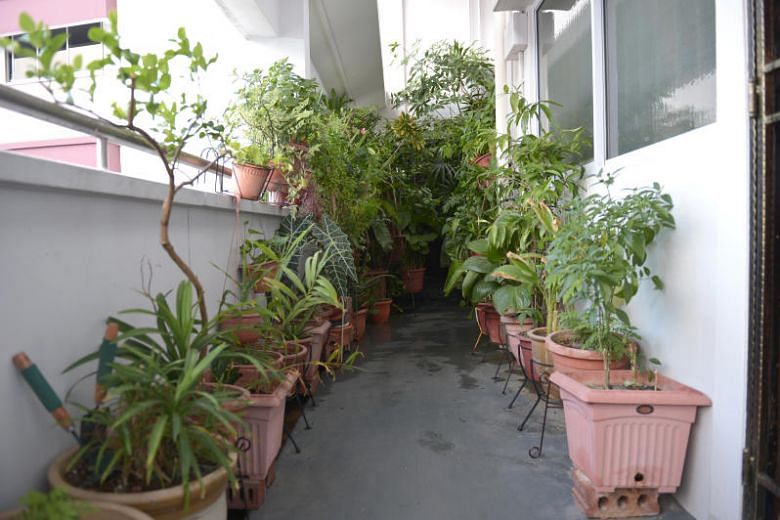 Dense vegetation lines the corridor of an HDB flat unit at 101 Pasir Ris St 6. ST Photo by Shintaro Tay