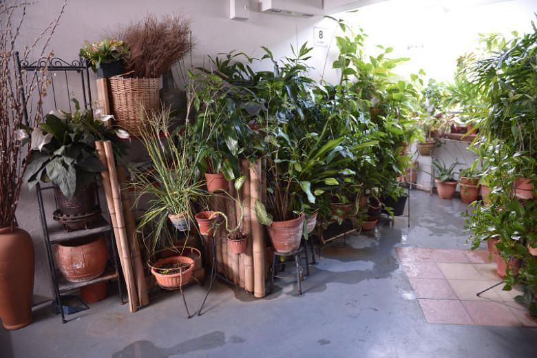 A dense display of plants along the corridor of 101 Pasir Ris St. 6. ST Photo: Shintaro Tay