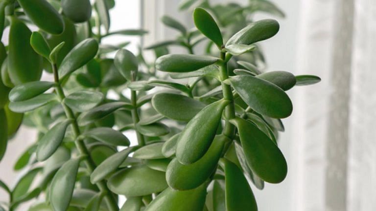 10 Houseplants That Can Easily Be Grown In Water Home Decor Singapore