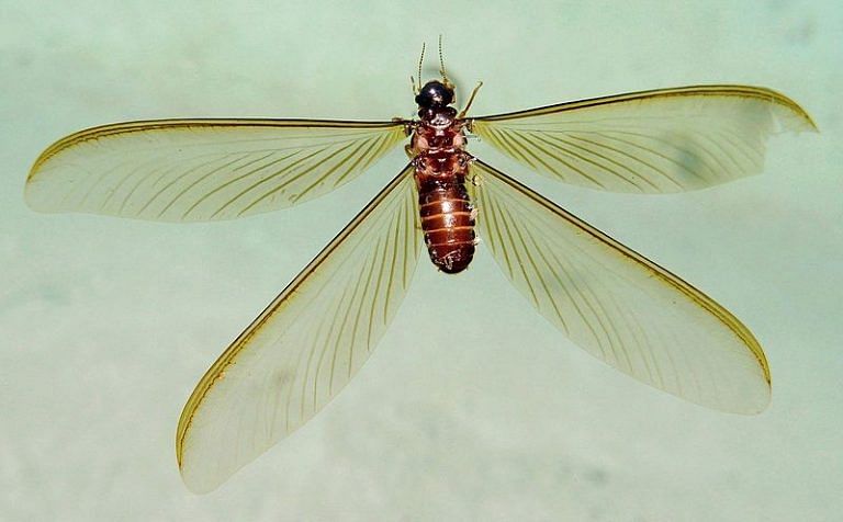 D Barrassez Vous Des Insectes Volants Attir S Par Les Lumi Res De Votre   Hodotermes Mossambicus Alaat In Water 768x476 