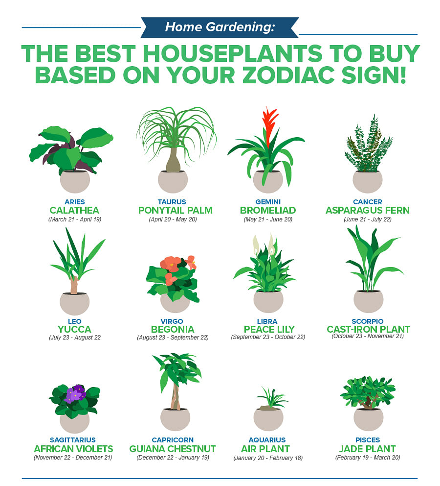 The best houseplant for your zodiac sign   Home & Decor Singapore