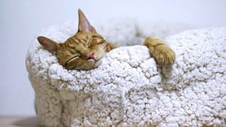 How to Sleep Better? An Ear Nose Throat Doctor Shares Expert Tips. Kitten sleeping in a cushion bed