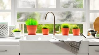 Beautiful potted plants on countertop near window in kitchen. Image 123RF